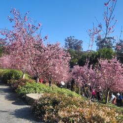 Cherry Blossoms 2023