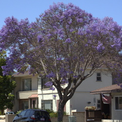 Jacarandas