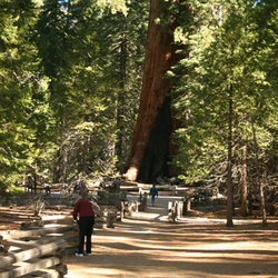 Sequoia 2009